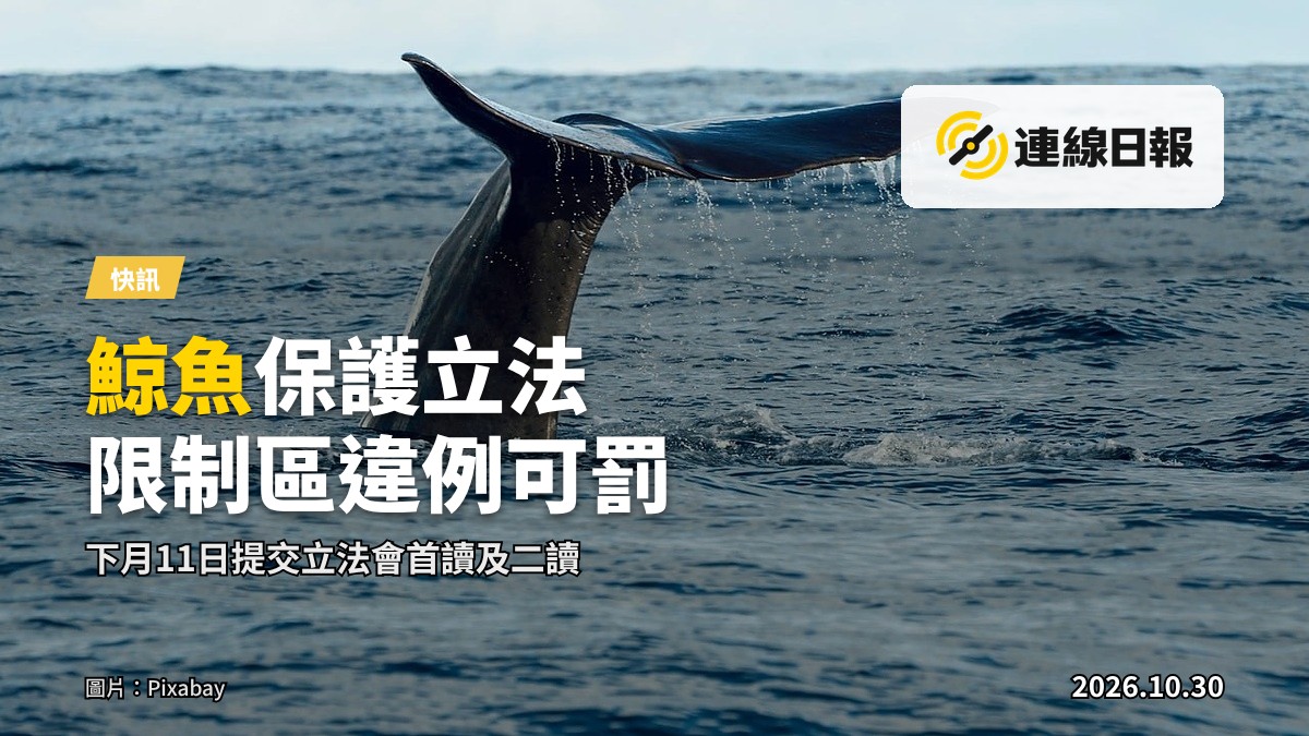 一隻鯨魚喺香港近海水面浮現，背景係遠處港口輪廓。
