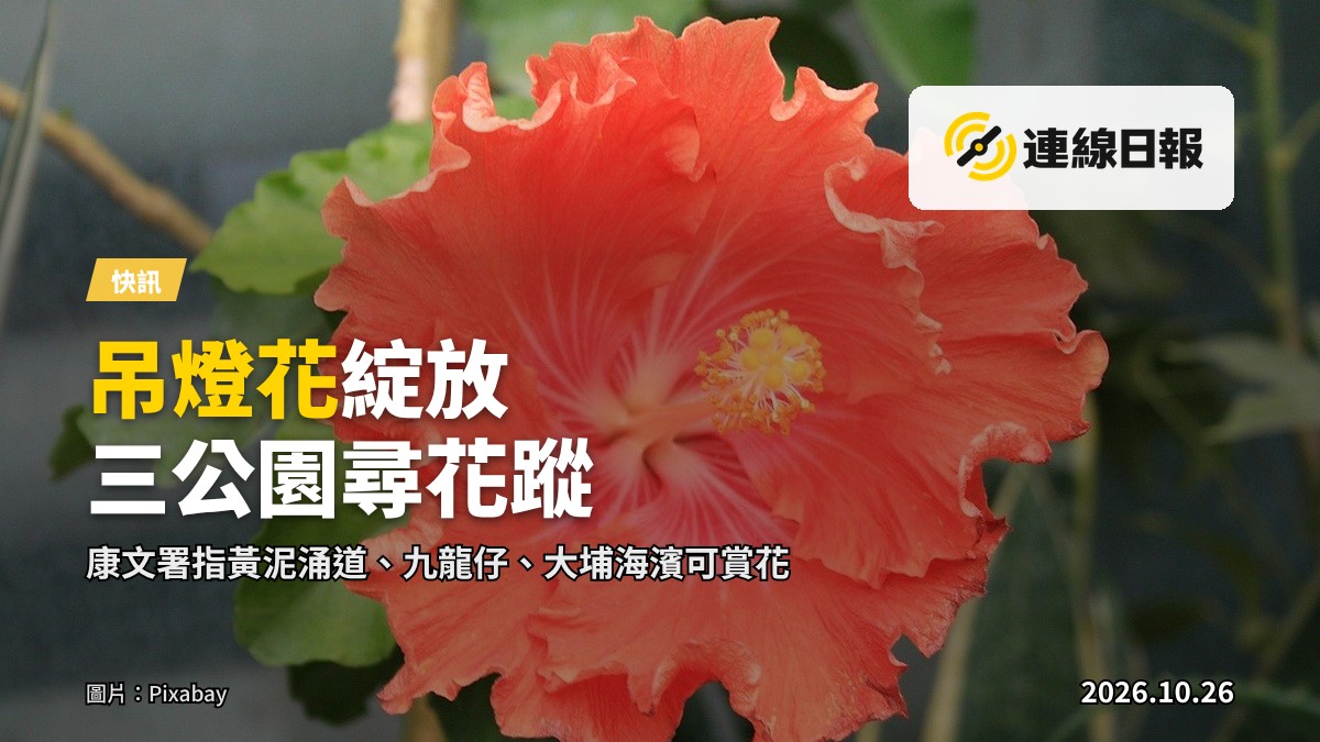 公園樹叢上綻放的紅色吊燈花,花瓣向上反捲、花蕊柱向下彎垂