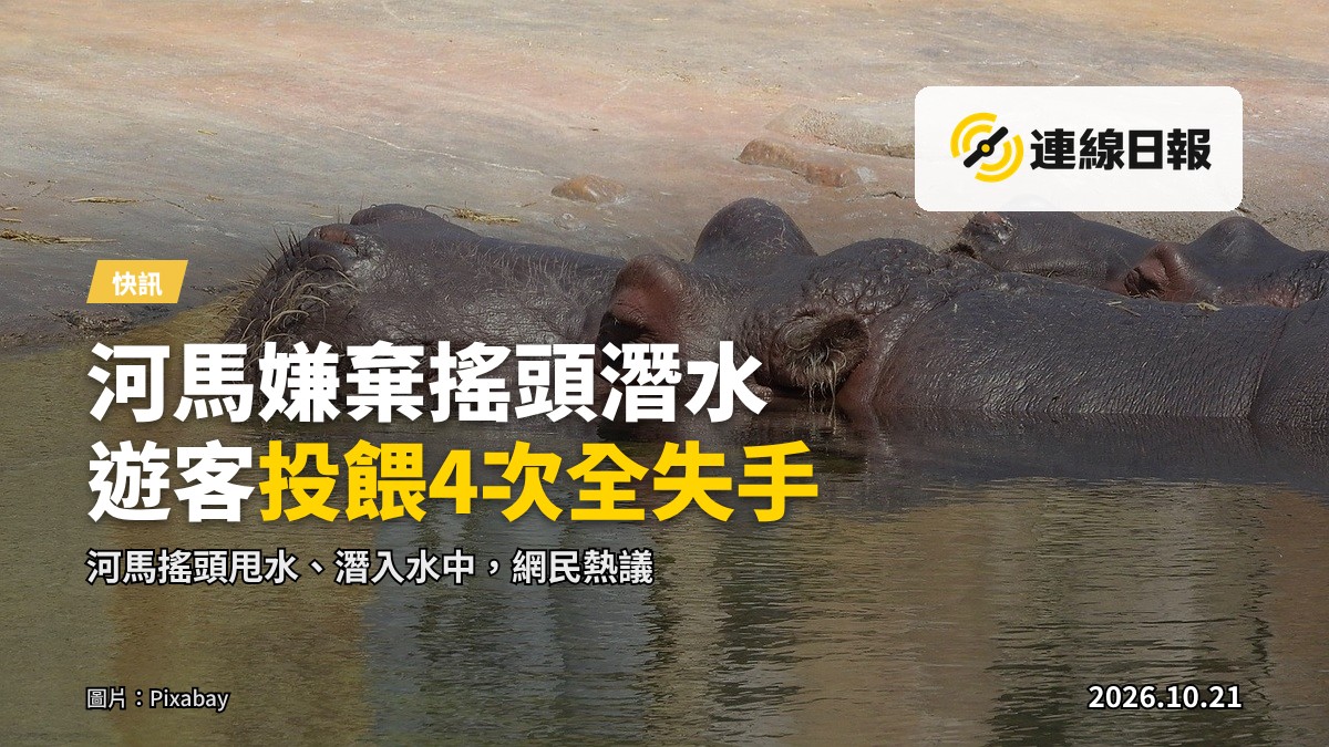 泰國北欖鱷魚湖動物園，河馬在水池邊搖頭甩水、張大嘴巴準備潛入水中。